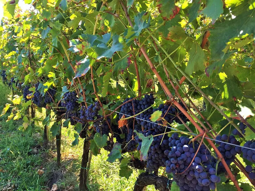 Agriturismo La Villa Romita Tavarnelle Val di Pesa